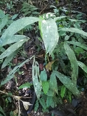 Cyclanthus bipartitus