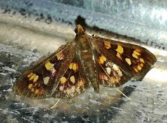 Prenesta fenestrinalis