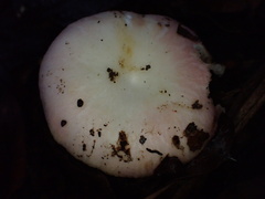 Russula lotus