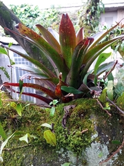 Tillandsia complanata