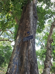 Pterocarpus macrocarpus