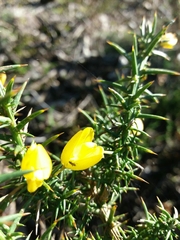 Ulex jussiaei