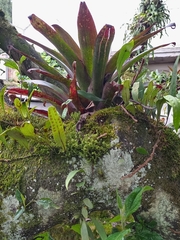 Tillandsia complanata