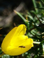 Ulex jussiaei