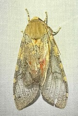 Pseudohemihyalea