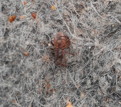 Steatoda bipunctata