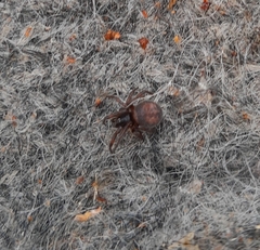 Steatoda bipunctata