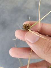 Cyperus blepharoleptos