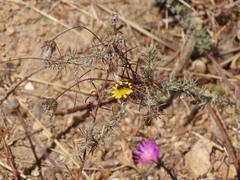 Leysera gnaphalodes