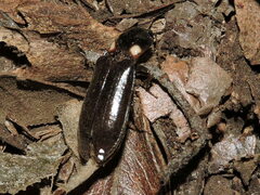 Phanophorus perspicax