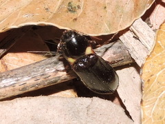 Phanophorus perspicax