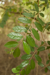 Diospyros chloroxylon