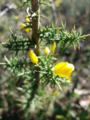 Ulex jussiaei