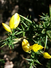 Ulex jussiaei