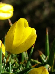 Ulex jussiaei