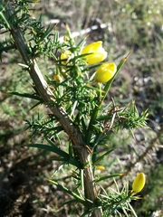 Ulex jussiaei