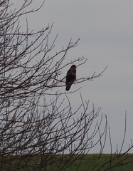 Buteo buteo