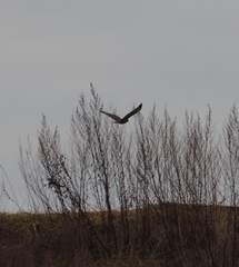 Buteo buteo