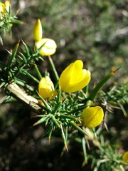 Ulex jussiaei