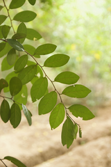Diospyros chloroxylon