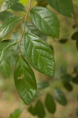 Diospyros chloroxylon
