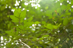 Diospyros chloroxylon