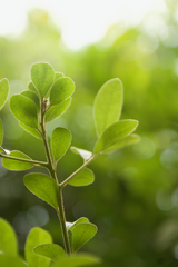 Diospyros chloroxylon