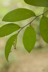 Diospyros chloroxylon