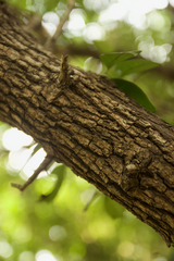 Diospyros chloroxylon