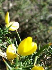 Ulex jussiaei