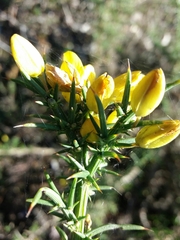 Ulex jussiaei