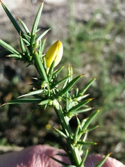 Ulex jussiaei