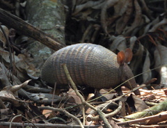 Dasypus septemcinctus septemcinctus