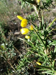Ulex jussiaei