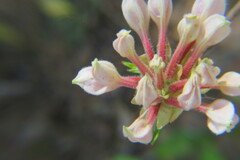 Rhododendron canescens