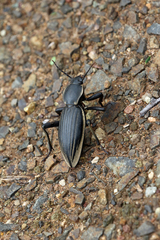 Chiliarchum bertolonii