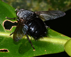 Jurinella