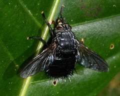Jurinella