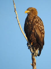 White-Tailed Eagle photo 5