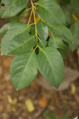 Discospermum sphaerocarpum