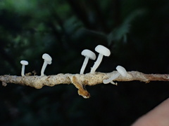 Marasmiellus stenophyllus