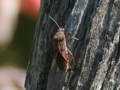 Spilostethus furcula
