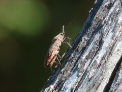 Spilostethus furcula