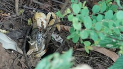 Gecarcinucus jacquemontii