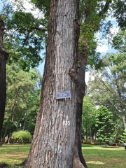 Hopea odorata