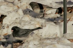 Junco hyemalis mearnsi