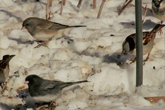 Junco hyemalis mearnsi