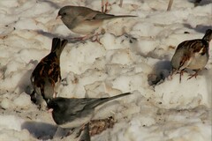 Junco hyemalis mearnsi