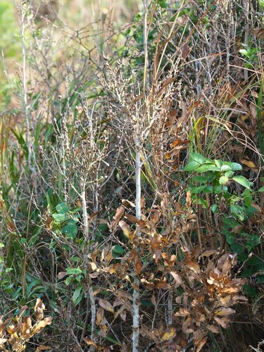 Lindera glauca, photograph 4