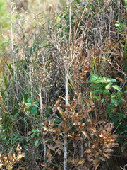 Lindera glauca